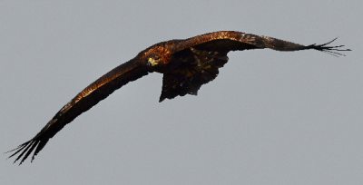 Falknerei Falknerei