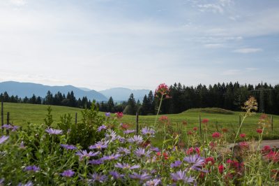 herrlicher Blick auf Wiesen und Berge herrlicher Blick auf Wiesen und Berge