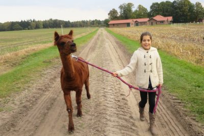 Spaziergang mit Alpaka Spaziergang mit Alpaka