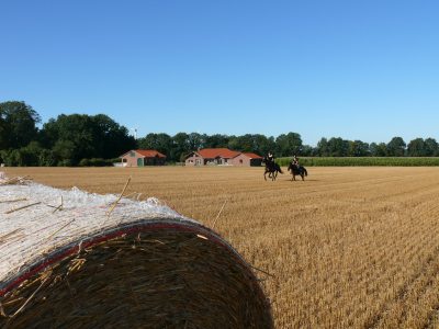 Galopp auf dem Stoppelfeld Galopp auf dem Stoppelfeld