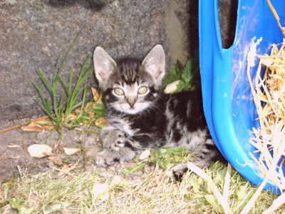 Katze Alf Katze Alf