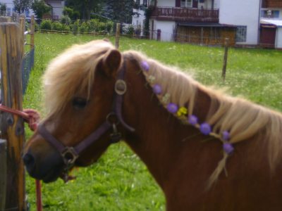 Unser Pony Maxl Unser Pony Maxl