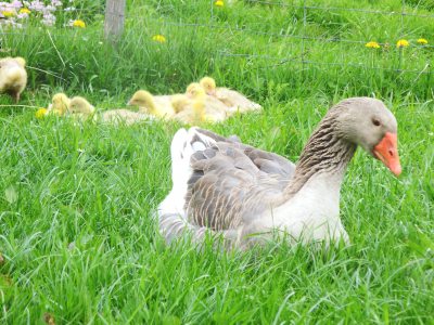 Enten Enten