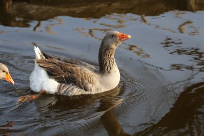 Enten Enten