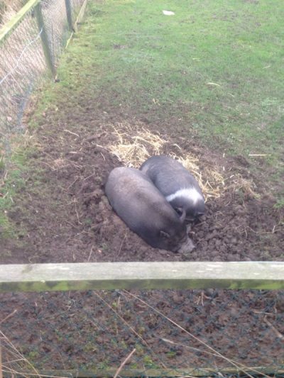 Schweine Schweine