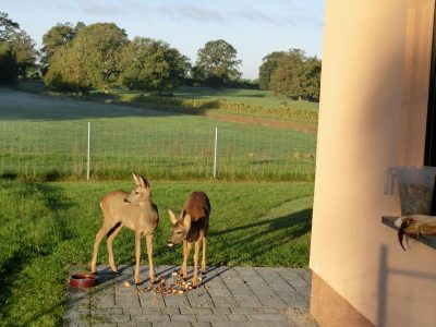 Rehe am Hof Rehe am Hof