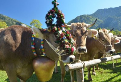 Viehscheid im Ostrachtal Viehscheid im Ostrachtal