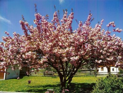 Frühling Frühling