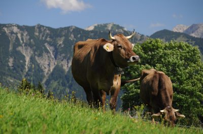 Allgäuer Kühe Allgäuer Kühe