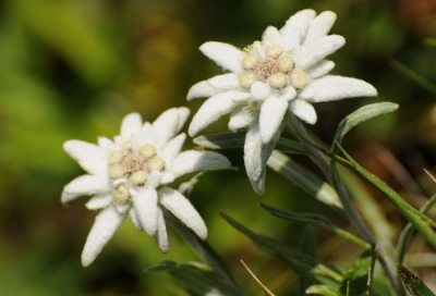 Edelweiss Edelweiss