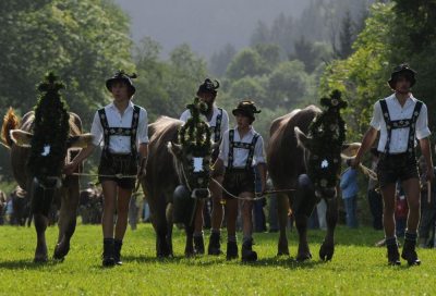 Viehscheid Viehscheid