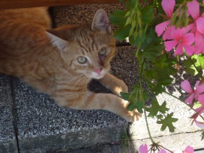 Hofkatze Hofkatze