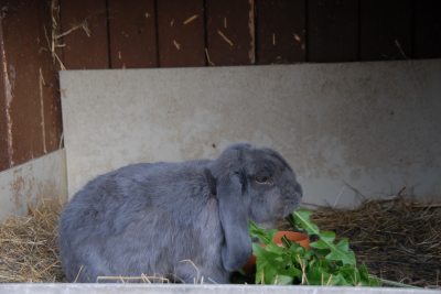 Hase Fridolin Hase Fridolin