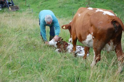 Neugeborenes auf Wiese Neugeborenes auf Wiese