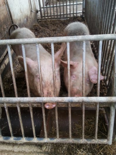 Bibi und Tina Bibi und Tina