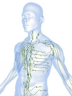 Lymphdrainage Die Lymphdrainage dient dem Abtransport der Lymphflüssigkeit aus den Körpergeweben